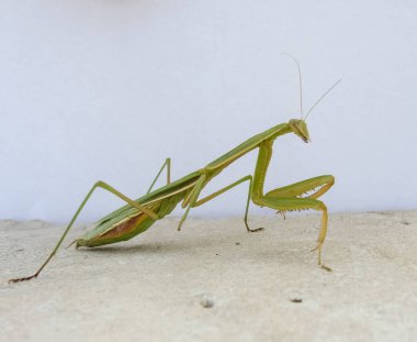 Peygamberdevesi, çok uzun ve dar gövdeli, 9 cm uzunluğunda, yeşil ya da sarımsı renkli, uzun ve sağlam ön bacaklı, güçlü mahmuzlar ve dikenlerle beslenen böcekler arasında yakalanır.