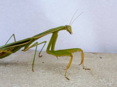 Peygamberdevesi, çok uzun ve dar gövdeli, 9 cm uzunluğunda, yeşil ya da sarımsı renkli, uzun ve sağlam ön bacaklı, güçlü mahmuzlar ve dikenlerle beslenen böcekler arasında yakalanır.