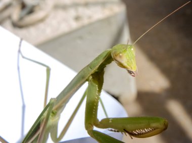 Peygamberdevesi, çok uzun ve dar gövdeli, 9 cm uzunluğunda, yeşil ya da sarımsı renkli, uzun ve sağlam ön bacaklı, güçlü mahmuzlar ve dikenlerle beslenen böcekler arasında yakalanır.