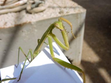 Peygamberdevesi, çok uzun ve dar gövdeli, 9 cm uzunluğunda, yeşil ya da sarımsı renkli, uzun ve sağlam ön bacaklı, güçlü mahmuzlar ve dikenlerle beslenen böcekler arasında yakalanır.