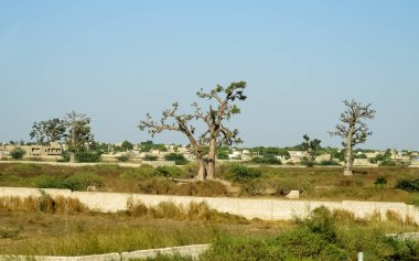 Baobab, geniş gövdeli tropikal ağaç (10 metre çapında), süngerimsi ahşap, kalın ve grimsi kabuk, ince taç, az sayıda ve ayrı dallar, palmiye yaprakları yazın düşen üç ila yedi broşürle birlikte