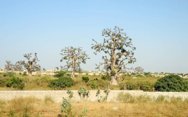 Baobab, geniş gövdeli tropikal ağaç (10 metre çapında), süngerimsi ahşap, kalın ve grimsi kabuk, ince taç, az sayıda ve ayrı dallar, palmiye yaprakları yazın düşen üç ila yedi broşürle birlikte