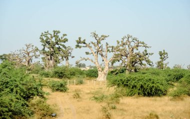 Baobab, geniş gövdeli tropikal ağaç (10 metre çapında), süngerimsi ahşap, kalın ve grimsi kabuk, ince taç, az sayıda ve ayrı dallar, palmiye yaprakları yazın düşen üç ila yedi broşürle birlikte