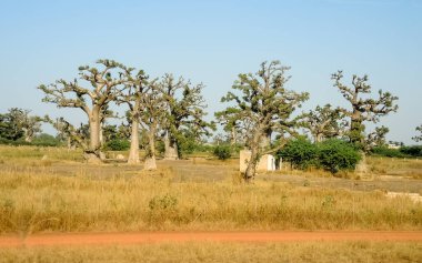 Baobab, geniş gövdeli tropikal ağaç (10 metre çapında), süngerimsi ahşap, kalın ve grimsi kabuk, ince taç, az sayıda ve ayrı dallar, palmiye yaprakları yazın düşen üç ila yedi broşürle birlikte