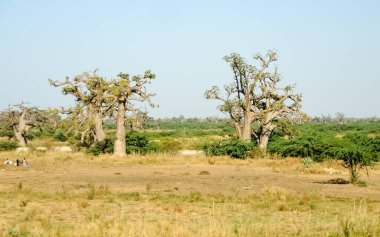 Baobab, geniş gövdeli tropikal ağaç (10 metre çapında), süngerimsi ahşap, kalın ve grimsi kabuk, ince taç, az sayıda ve ayrı dallar, palmiye yaprakları yazın düşen üç ila yedi broşürle birlikte