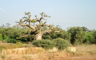 Baobab, geniş gövdeli tropikal ağaç (10 metre çapında), süngerimsi ahşap, kalın ve grimsi kabuk, ince taç, az sayıda ve ayrı dallar, palmiye yaprakları yazın düşen üç ila yedi broşürle birlikte