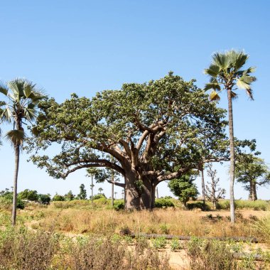 Baobab, geniş gövdeli tropikal ağaç (10 metre çapında), süngerimsi ahşap, kalın ve grimsi kabuk, ince taç, az sayıda ve ayrı dallar, palmiye yaprakları yazın düşen üç ila yedi broşürle birlikte