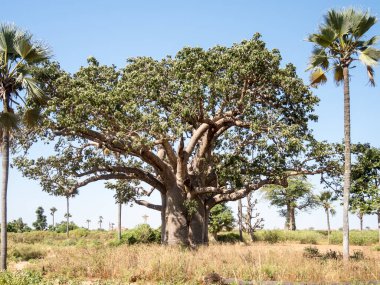 Baobab, geniş gövdeli tropikal ağaç (10 metre çapında), süngerimsi ahşap, kalın ve grimsi kabuk, ince taç, az sayıda ve ayrı dallar, palmiye yaprakları yazın düşen üç ila yedi broşürle birlikte