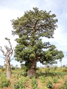 Baobab, geniş gövdeli tropikal ağaç (10 metre çapında), süngerimsi ahşap, kalın ve grimsi kabuk, ince taç, az sayıda ve ayrı dallar, palmiye yaprakları yazın düşen üç ila yedi broşürle birlikte