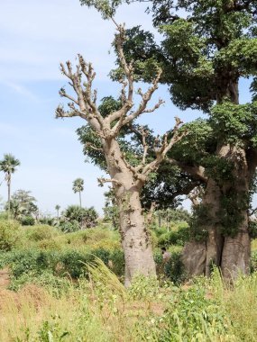 Baobab, geniş gövdeli tropikal ağaç (10 metre çapında), süngerimsi ahşap, kalın ve grimsi kabuk, ince taç, az sayıda ve ayrı dallar, palmiye yaprakları yazın düşen üç ila yedi broşürle birlikte