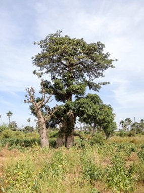 Baobab, geniş gövdeli tropikal ağaç (10 metre çapında), süngerimsi ahşap, kalın ve grimsi kabuk, ince taç, az sayıda ve ayrı dallar, palmiye yaprakları yazın düşen üç ila yedi broşürle birlikte