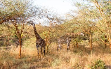 Senegal 'de ulusal bir parkta beslenen zürafalar.