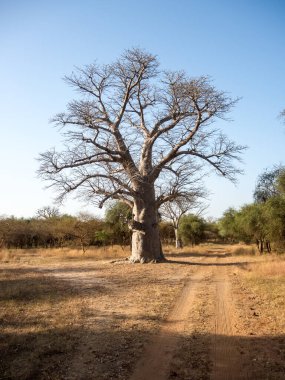 Baobab, geniş gövdeli tropikal ağaç (10 metre çapında), süngerimsi ahşap, kalın ve grimsi kabuk, ince taç, az sayıda ve ayrı dallar, palmiye yaprakları yazın düşen üç ila yedi broşürle birlikte
