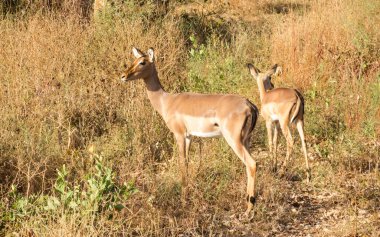 Afrika antilobu Senegal 'in doğal parkında
