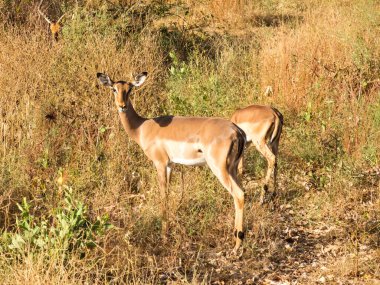 Afrika antilobu Senegal 'in doğal parkında