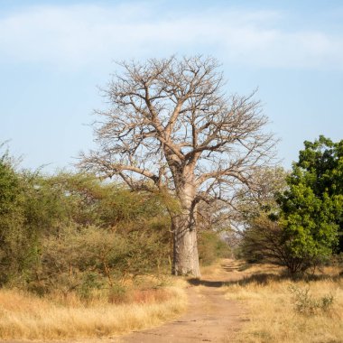 Baobab, geniş gövdeli tropikal ağaç (10 metre çapında), süngerimsi ahşap, kalın ve grimsi kabuk, ince taç, az sayıda ve ayrı dallar, palmiye yaprakları yazın düşen üç ila yedi broşürle birlikte