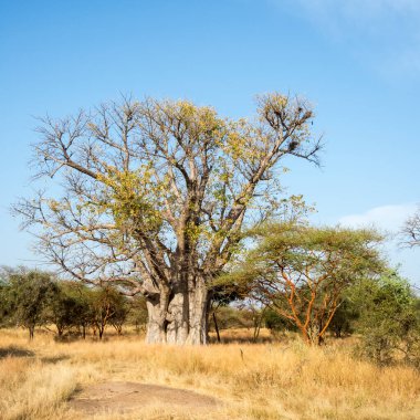 Baobab, geniş gövdeli tropikal ağaç (10 metre çapında), süngerimsi ahşap, kalın ve grimsi kabuk, ince taç, az sayıda ve ayrı dallar, palmiye yaprakları yazın düşen üç ila yedi broşürle birlikte