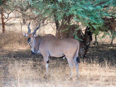 Büyük kud ya da büyük kud Bovinae alt familyasından bir artiodactyl memeli türüdür. Güney ve doğu Afrika 'nın ormanlı savanalarında yaşayan olağanüstü boynuzları olan büyük bir Afrika antilobu.