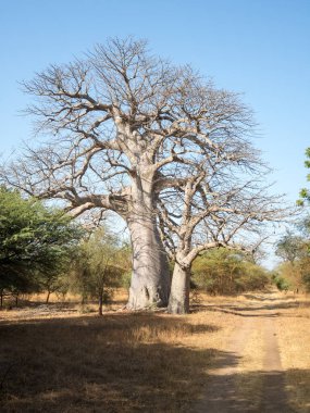 Baobab, geniş gövdeli tropikal ağaç (10 metre çapında), süngerimsi ahşap, kalın ve grimsi kabuk, ince taç, az sayıda ve ayrı dallar, palmiye yaprakları yazın düşen üç ila yedi broşürle birlikte