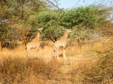 Senegal 'deki Afrika doğal parkında zürafalar.