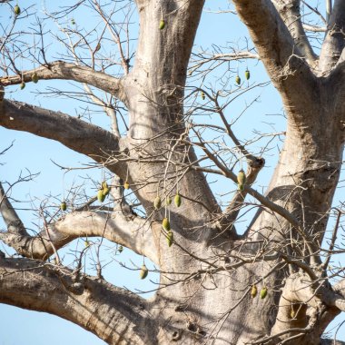 Baobab, geniş gövdeli tropikal ağaç (10 metre çapında), süngerimsi ahşap, kalın ve grimsi kabuk, ince taç, az sayıda ve ayrı dallar, palmiye yaprakları yazın düşen üç ila yedi broşürle birlikte