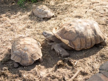 Afrika 'daki doğal parktaki dev kaplumbağa.