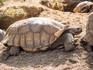 Afrika 'daki doğal parktaki dev kaplumbağa.