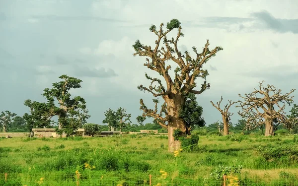 Baobab, geniş gövdeli (10 metre çapında) tropikal ağaç, süngerimsi ahşap, kalın ve gri kabuklu
