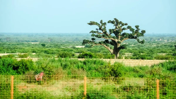 Baobab, geniş gövdeli (10 metre çapında) tropikal ağaç, süngerimsi ahşap, kalın ve gri kabuklu