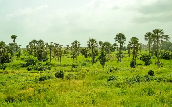 Baobab, geniş gövdeli (10 metre çapında) tropikal ağaç, süngerimsi ahşap, kalın ve gri kabuklu
