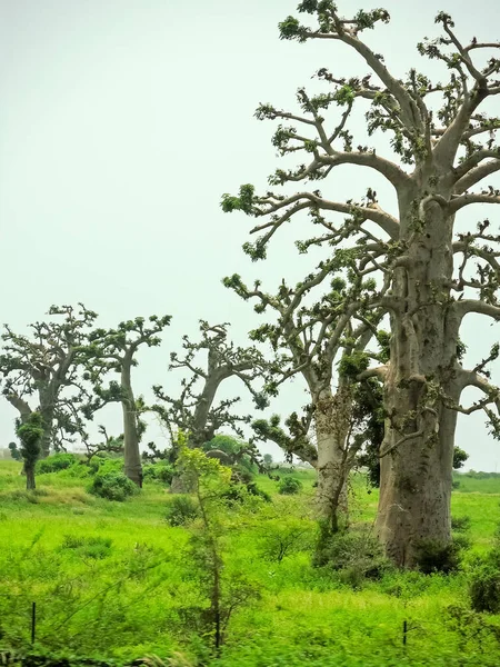 Baobab, geniş gövdeli (10 metre çapında) tropikal ağaç, süngerimsi ahşap, kalın ve gri kabuklu