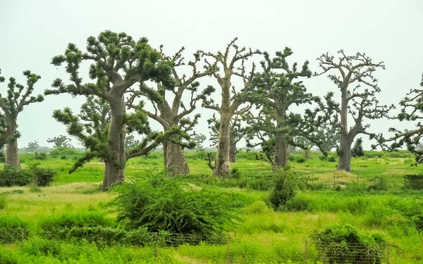 Baobab, geniş gövdeli (10 metre çapında) tropikal ağaç, süngerimsi ahşap, kalın ve gri kabuklu