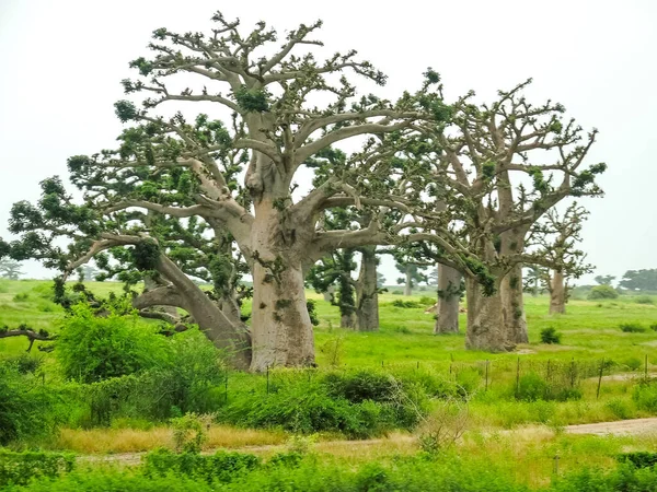 Baobab, geniş gövdeli (10 metre çapında) tropikal ağaç, süngerimsi ahşap, kalın ve gri kabuklu