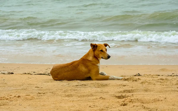 Cães Descansando Costa Praia — Fotografia de Stock