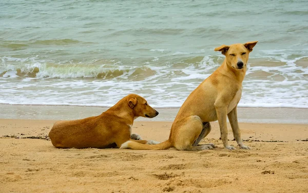 Köpekler sahilde dinleniyor.