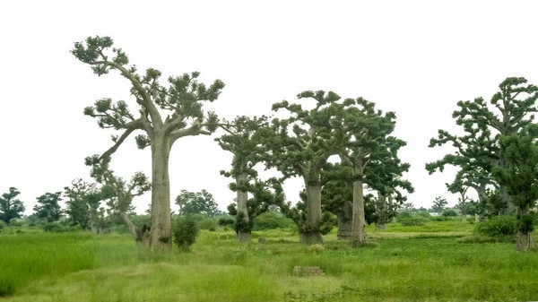 Баобаб Дерево Фалаль Широким Стволом Диаметре Величественная Древесина Густая Сероватая — стоковое фото