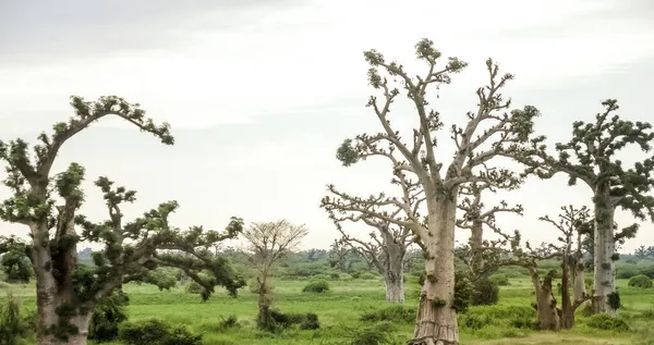 Baobab Árvore Tropical Com Tronco Muito Largo Até Diâmetro Madeira — Fotografia de Stock