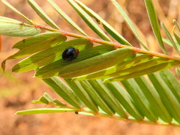 Siyah uğur böceği bir yaprağın arkasına tünemiş.
