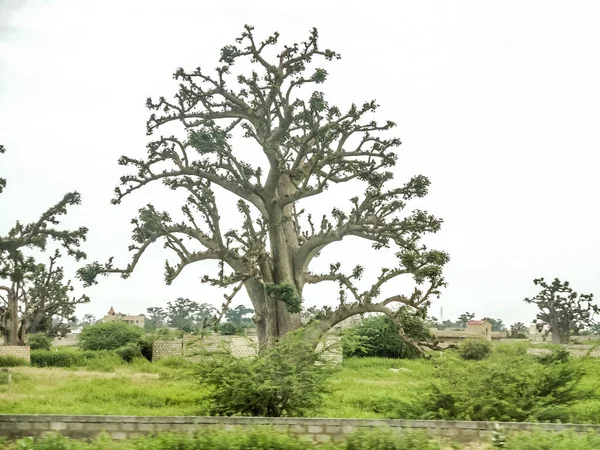 Baobab, geniş gövdeli tropikal ağaç (10 metre çapında), süngerimsi ahşap, kalın ve grimsi kabuk, ince taç, az sayıda ve ayrı dallar, palmiye yaprakları yazın düşen üç ila yedi broşürle birlikte