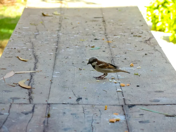 Parktaki bankta kuşlar