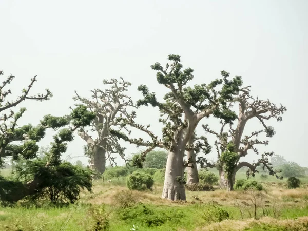 Baobab, geniş gövdeli tropikal ağaç (10 metre çapında), süngerimsi ahşap, kalın ve grimsi kabuk, ince taç, az sayıda ve ayrı dallar, palmiye yaprakları yazın düşen üç ila yedi broşürle birlikte