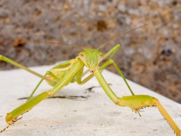 Peygamberdevesi, çok uzun ve dar gövdeli, 9 cm uzunluğunda, yeşil ya da sarımsı renkli, uzun ve sağlam ön bacaklı, güçlü mahmuzlar ve dikenlerle beslenen böcekler arasında yakalanır.