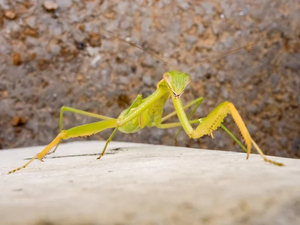 Praying Mantis Insect Very Long Narrow Body Length Green Yellowish — Stock Photo, Image