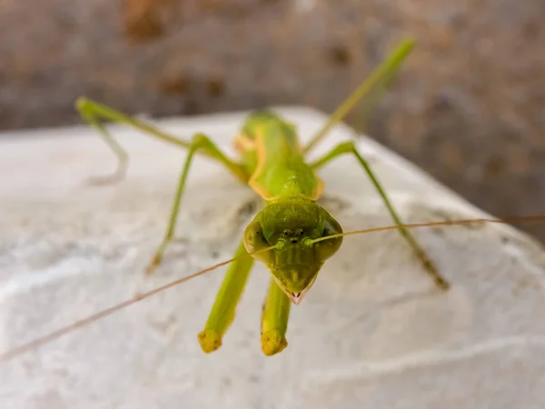 Mantis Orante Insectos Con Cuerpo Muy Largo Estrecho Hasta Longitud —  Fotos de Stock