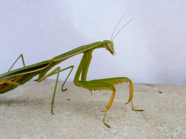 Peygamberdevesi, çok uzun ve dar gövdeli, 9 cm uzunluğunda, yeşil ya da sarımsı renkli, uzun ve sağlam ön bacaklı, güçlü mahmuzlar ve dikenlerle beslenen böcekler arasında yakalanır.