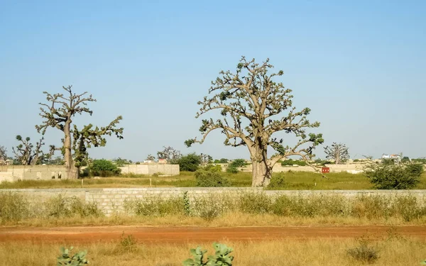 Baobab, geniş gövdeli tropikal ağaç (10 metre çapında), süngerimsi ahşap, kalın ve grimsi kabuk, ince taç, az sayıda ve ayrı dallar, palmiye yaprakları yazın düşen üç ila yedi broşürle birlikte