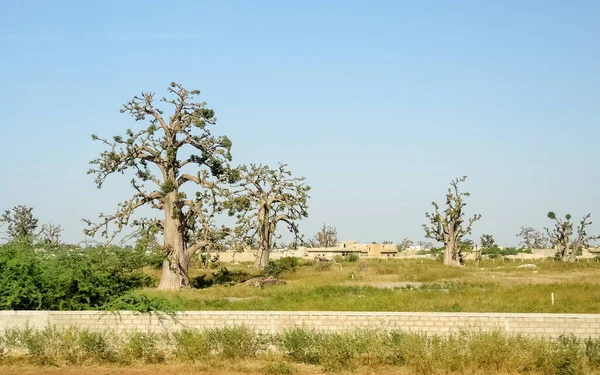 Baobab, geniş gövdeli tropikal ağaç (10 metre çapında), süngerimsi ahşap, kalın ve grimsi kabuk, ince taç, az sayıda ve ayrı dallar, palmiye yaprakları yazın düşen üç ila yedi broşürle birlikte