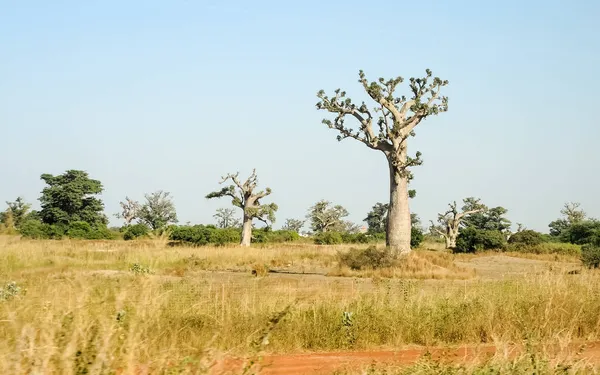 Baobab, geniş gövdeli tropikal ağaç (10 metre çapında), süngerimsi ahşap, kalın ve grimsi kabuk, ince taç, az sayıda ve ayrı dallar, palmiye yaprakları yazın düşen üç ila yedi broşürle birlikte