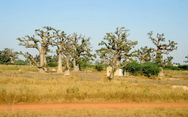 Baobab, geniş gövdeli tropikal ağaç (10 metre çapında), süngerimsi ahşap, kalın ve grimsi kabuk, ince taç, az sayıda ve ayrı dallar, palmiye yaprakları yazın düşen üç ila yedi broşürle birlikte