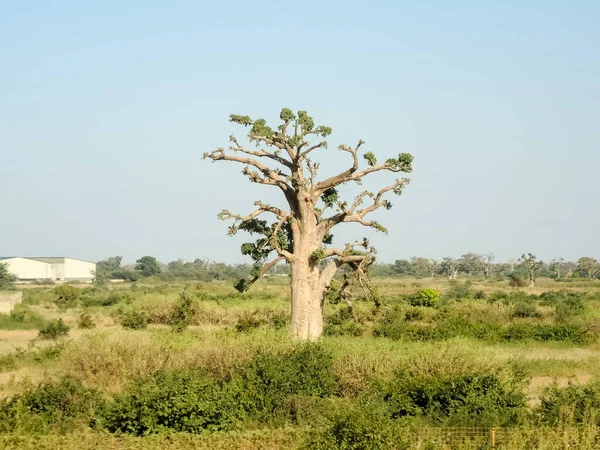 Baobab, geniş gövdeli tropikal ağaç (10 metre çapında), süngerimsi ahşap, kalın ve grimsi kabuk, ince taç, az sayıda ve ayrı dallar, palmiye yaprakları yazın düşen üç ila yedi broşürle birlikte